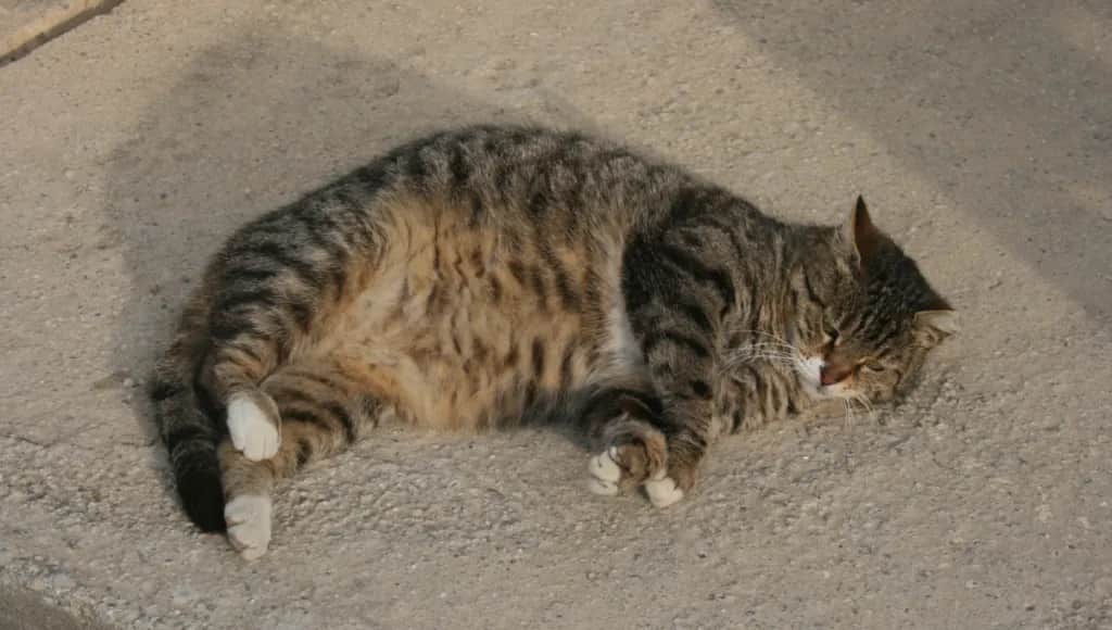 Jak rozpoznać w którym tygodniu ciąży jest kotka – objawy i metody