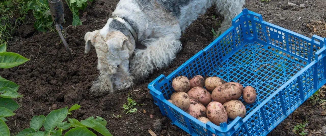 Czy szczeniak może jeść ziemniaki? Sprawdź, jak to robić bezpiecznie