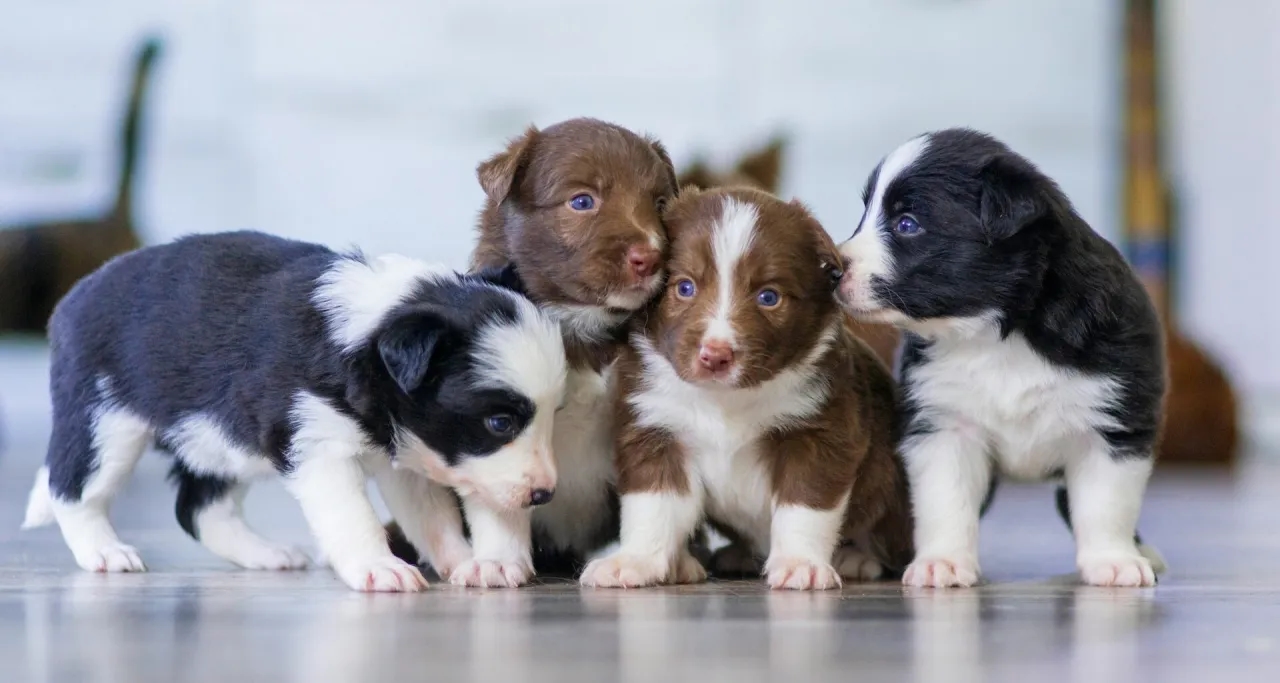 W jakim wieku szczeniaki można oddać, by uniknąć problemów zdrowotnych?